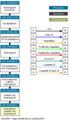 DAG for GO:0000041