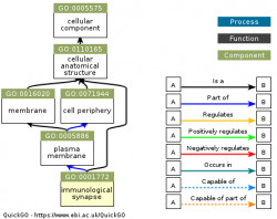 DAG for GO:0001772