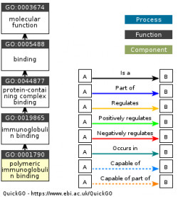 DAG for GO:0001790