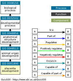 DAG for GO:0001890