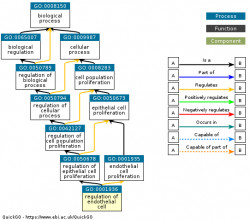 DAG for GO:0001936