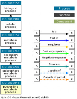 DAG for GO:0002048