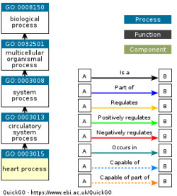 DAG for GO:0003015