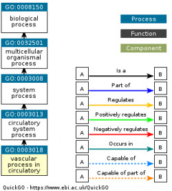 DAG for GO:0003018