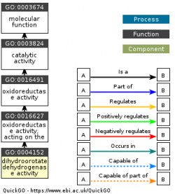 DAG for GO:0004152