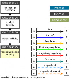 DAG for GO:0004325