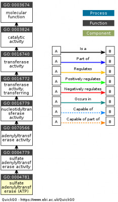 DAG for GO:0004781