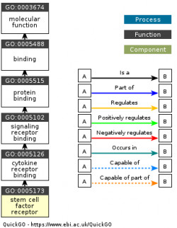 DAG for GO:0005173