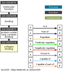 DAG for GO:0005518