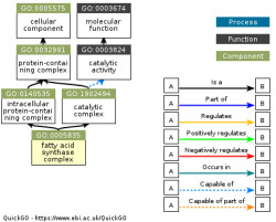 DAG for GO:0005835