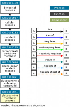 DAG for GO:0006041