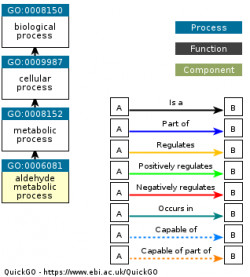 DAG for GO:0006081