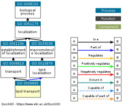 DAG for GO:0006869