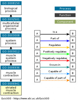 DAG for GO:0006941