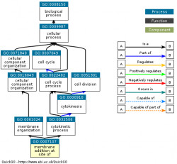 DAG for GO:0007107