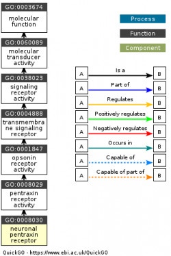 DAG for GO:0008030