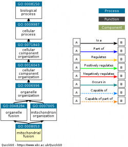 DAG for GO:0008053