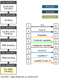 DAG for GO:0008097