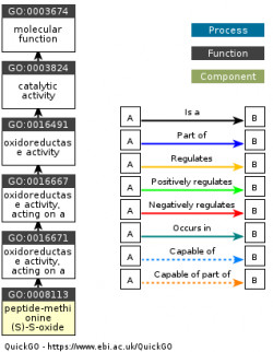 DAG for GO:0008113