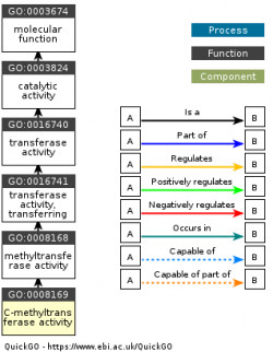 DAG for GO:0008169