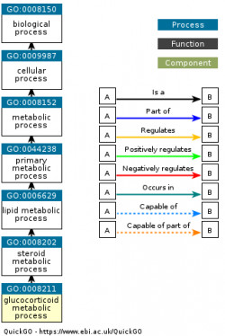 DAG for GO:0008211