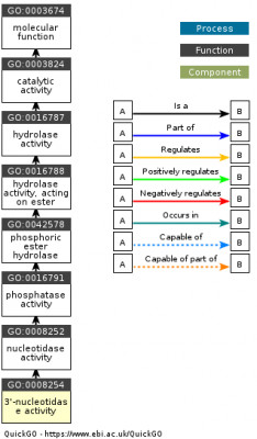 DAG for GO:0008254