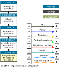 DAG for GO:0008291