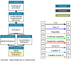 DAG for GO:0008344