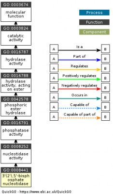 DAG for GO:0008441