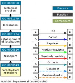 DAG for GO:0008643