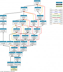 DAG for GO:0009048