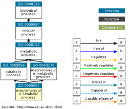 DAG for GO:0009057