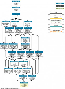 DAG for GO:0009098