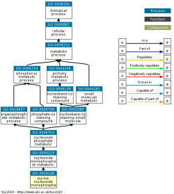 DAG for GO:0009126