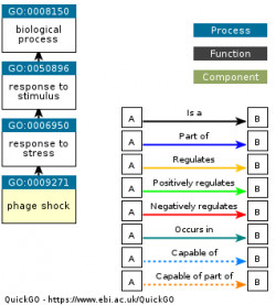 DAG for GO:0009271