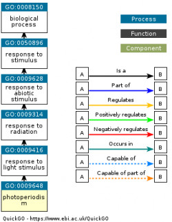 DAG for GO:0009648