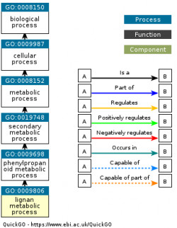 DAG for GO:0009806