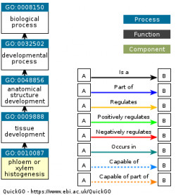 DAG for GO:0010087