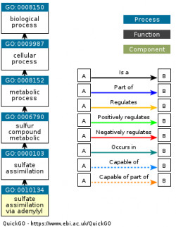 DAG for GO:0010134