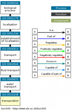 DAG for GO:0010148