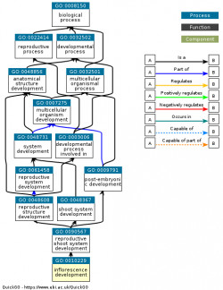 DAG for GO:0010229
