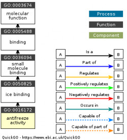 DAG for GO:0016172