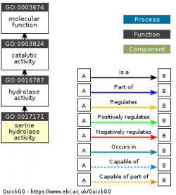 DAG for GO:0017171