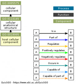 DAG for GO:0018995