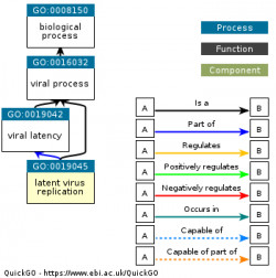 DAG for GO:0019045