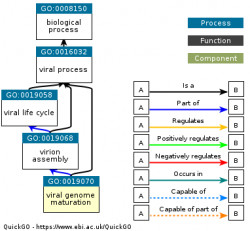 DAG for GO:0019070