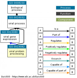 DAG for GO:0019082
