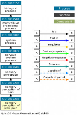 DAG for GO:0019235