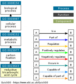 DAG for GO:0019643