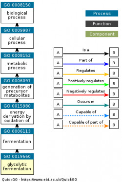 DAG for GO:0019660